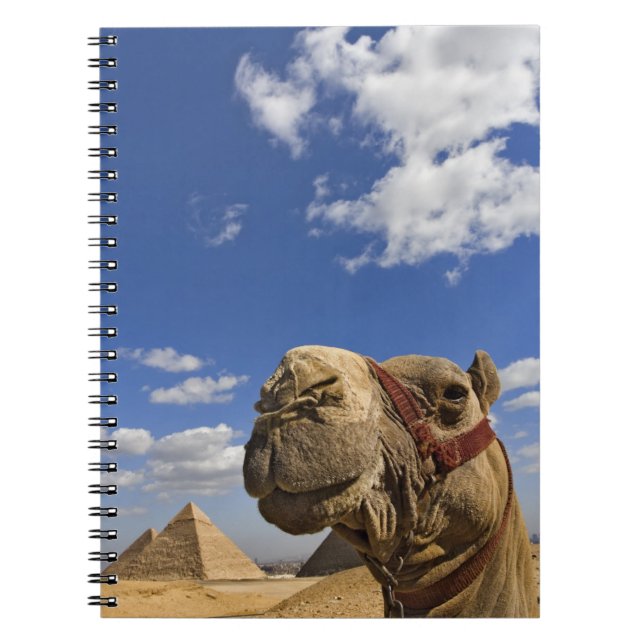 Camel in front of the pyramids of Giza, Egypt, Notebook (Front)