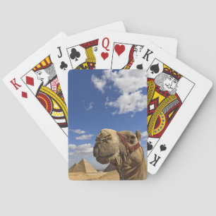 Camel in front of the pyramids of Giza, Egypt, Playing Cards