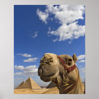 Camel in front of the pyramids of Giza, Egypt,