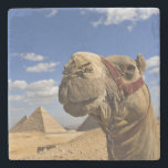 Camel in front of the pyramids of Giza, Egypt, Stone Coaster<br><div class="desc">COPYRIGHT Adam Jones / DanitaDelimont.com | AF14 AJE0236.jpg | Camel in front of the pyramids of Giza,  Egypt,  Cheops,  Khafre or Chephren,  and Menkaure or Mycerinus.</div>