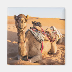 Camel in Oman desert Magnet