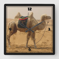 Camel in the desert