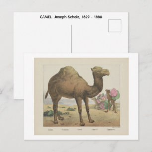 CAMEL Joseph Scholz, 1829 - 1880 Postcard