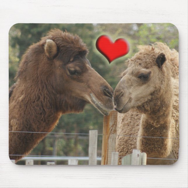 Camel LOVE - NO BOUNDARIES Mouse Mat (Front)