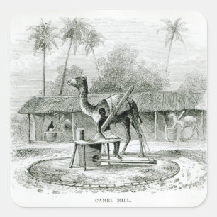 Camel Mill, from 'Travels in Africa' Square Sticker