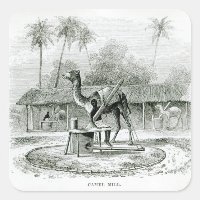 Camel Mill, from 'Travels in Africa' Square Sticker (Front)