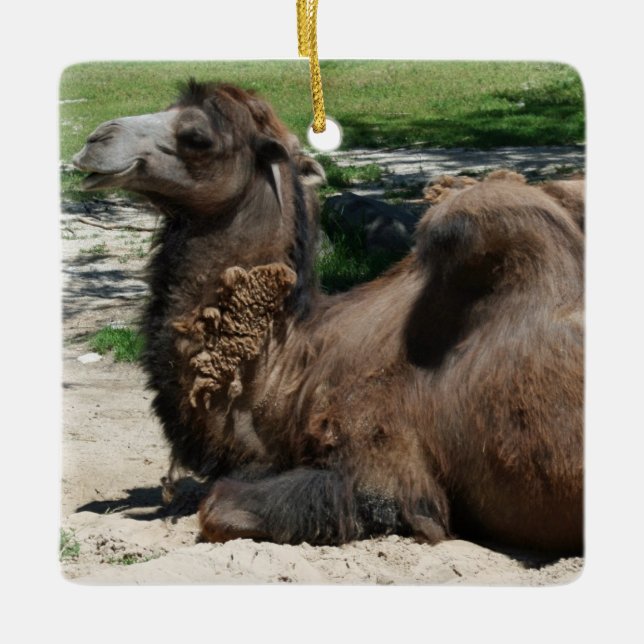 Camel Ornament (Front)