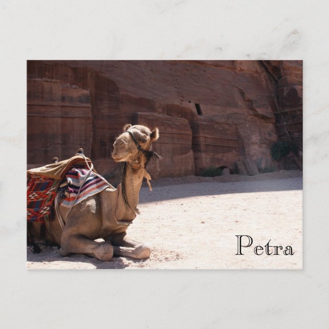 camel petra postcard (Front)