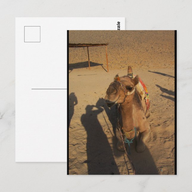 Camel Photoshoot Postcard (Front/Back)