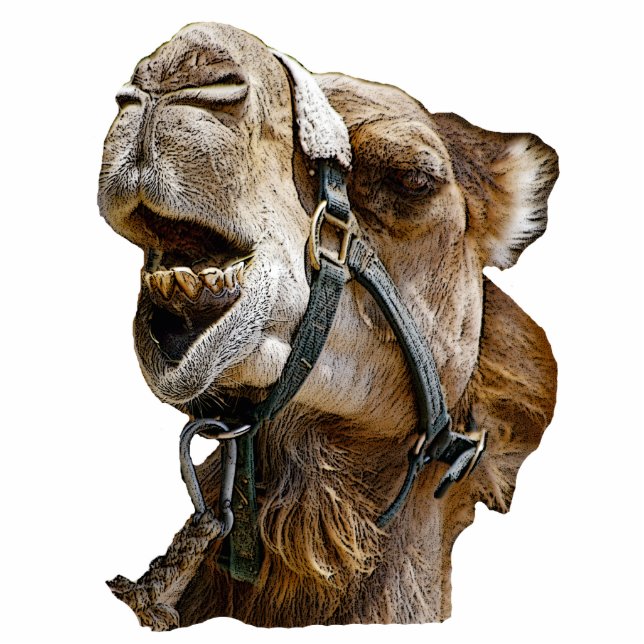 Camel Picture Photo Sculpture (Front)