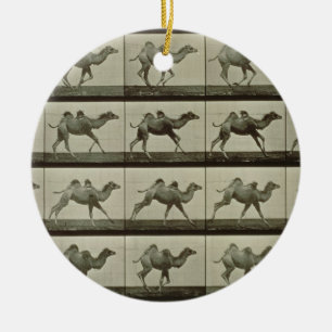 Camel, plate from 'Animal Locomotion', 1887 (b/w p Ceramic Tree Decoration