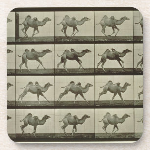 Camel, plate from 'Animal Locomotion', 1887 (b/w p Coaster