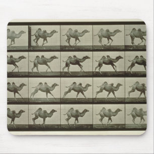 Camel, plate from 'Animal Locomotion', 1887 (b/w p Mouse Mat