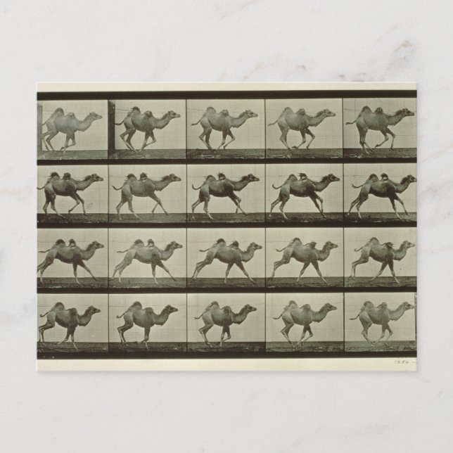 Camel, plate from 'Animal Locomotion', 1887 (b/w p Postcard (Front)