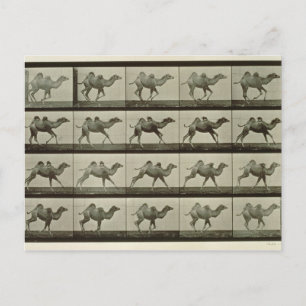 Camel, plate from 'Animal Locomotion', 1887 (b/w p Postcard