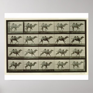 Camel, plate from 'Animal Locomotion', 1887 (b/w p Poster
