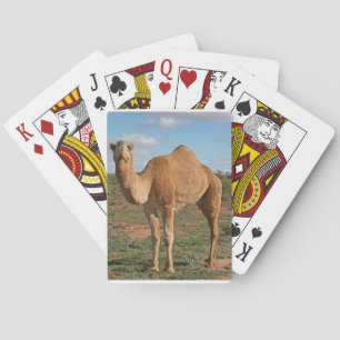 Camel Playing Cards