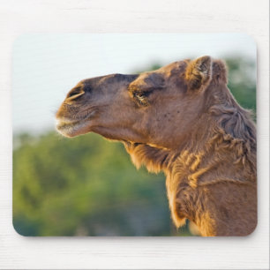 Camel Portrait Mouse Mat
