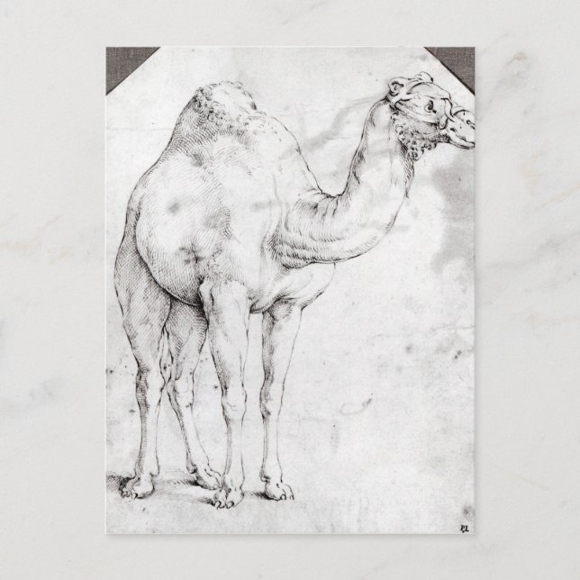 Camel Postcard (Front)