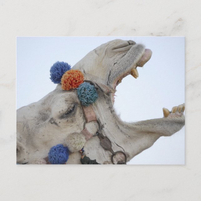 Camel Postcard (Front)