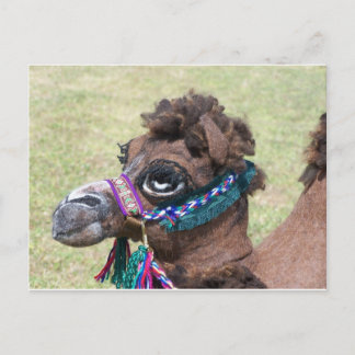Camel Postcard