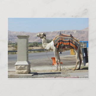 Camel Postcard