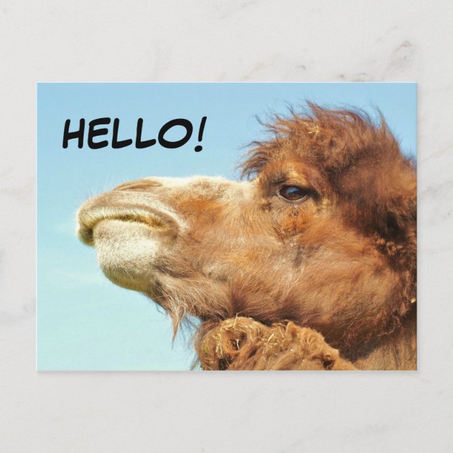 Camel - Postcard (Front)