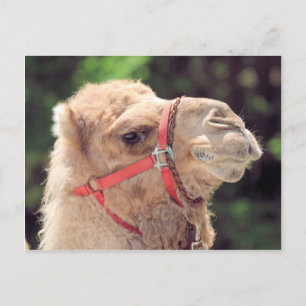Camel Postcard