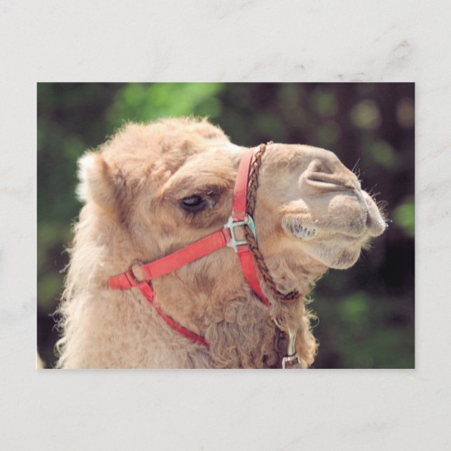 Camel Postcard (Front)