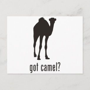 Camel Postcard