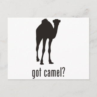 Camel Postcard