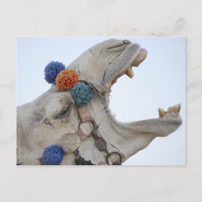 Camel Postcard (Front)