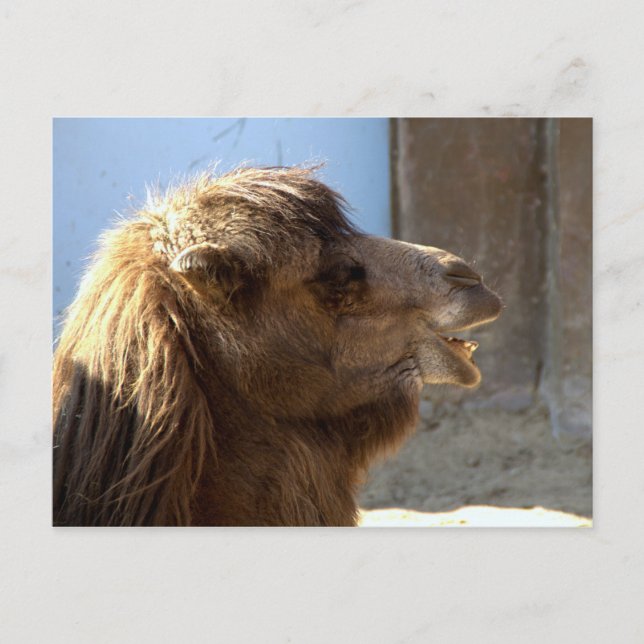 Camel Postcard (Front)