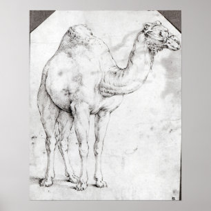 Camel Poster
