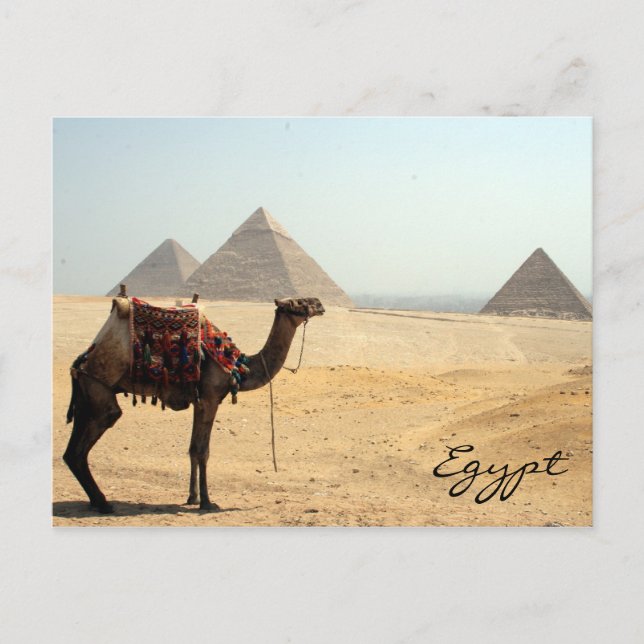 camel pyramid postcard (Front)