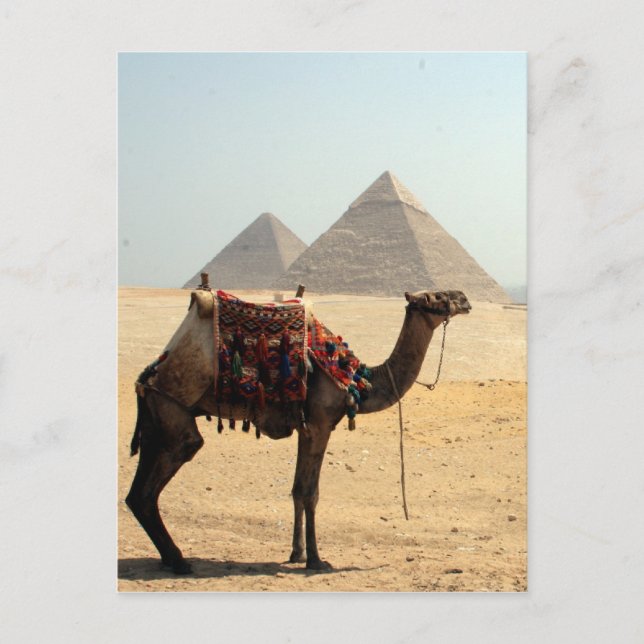 camel pyramids postcard (Front)