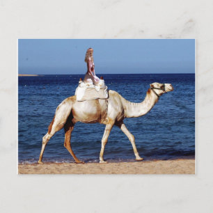 Camel Riding on the Beach Postcard