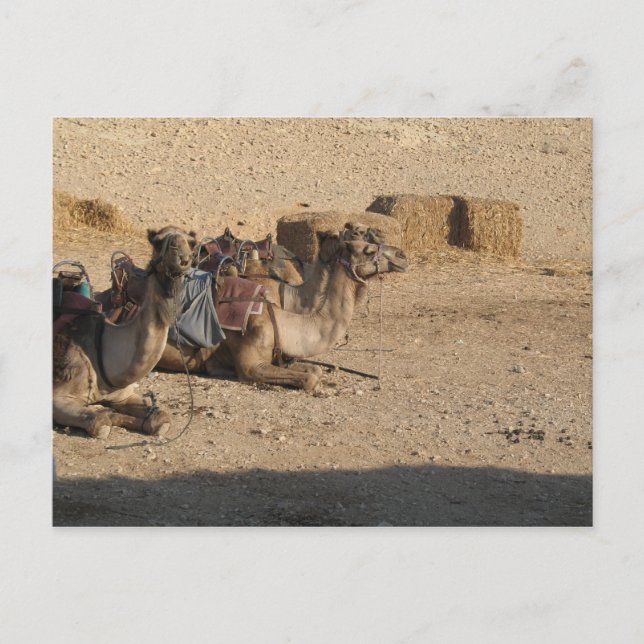 Camel Sitting - Customised Postcard (Front)