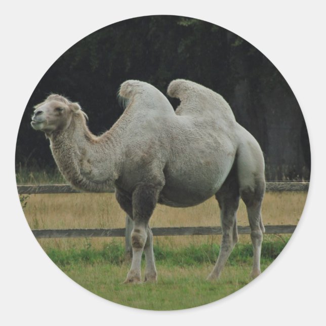 Camel stickers (Front)