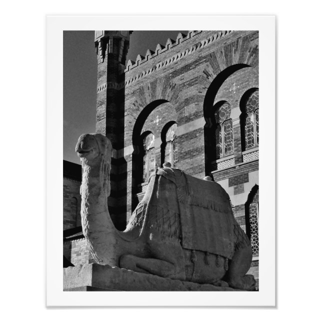 Camel Thoughts Photo Print (Front)