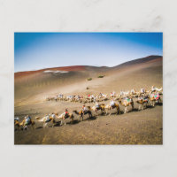 Camel Train in Lanzarote