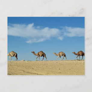 Camel train postcard
