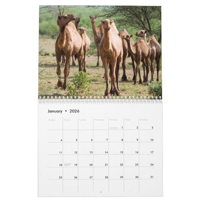 Camel Wall Calendar (Jan 2026)