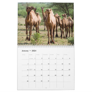 Camel Wall Calendar