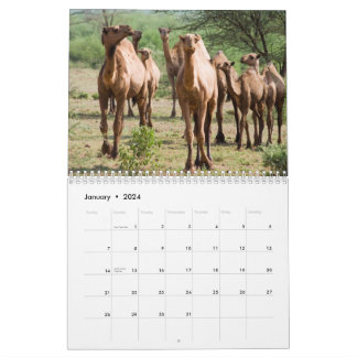 Camel Wall Calendar