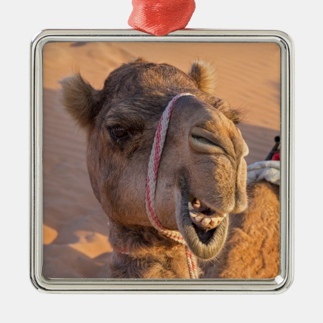 Camel with a funny facial expression - Oman Metal Tree Decoration (Front)