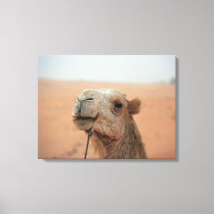 Camel with funny expression - photograph on canvas