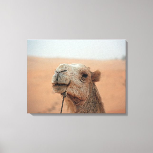 Camel with funny expression - photograph on canvas print (Front)