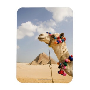 Camel with Pyramids Giza, Egypt Magnet
