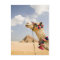 Camel with Pyramids Giza, Egypt